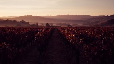 Swing Out, Sonoma County